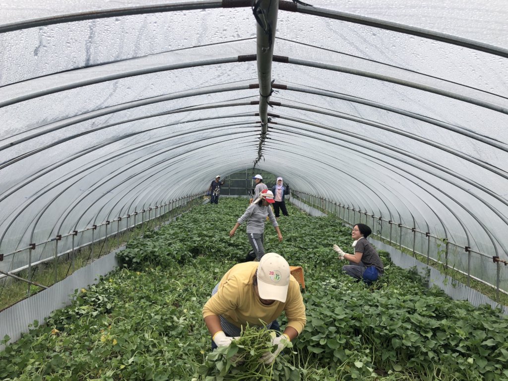 Help Support 21 Nonprofits in Japan