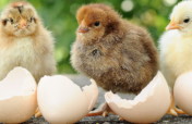 Do something eggstraordinary this springtime!