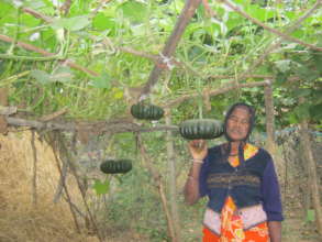 Indian lady in Kitchen Garden with Gourds