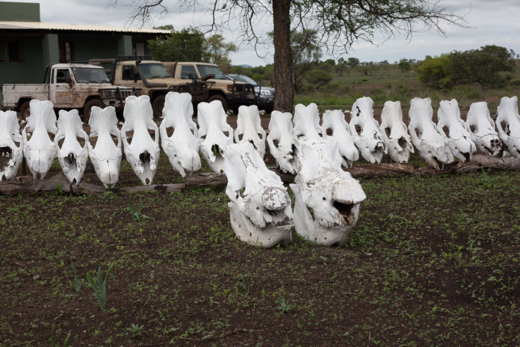 Help investigate Eco-Crimes in Southern Africa