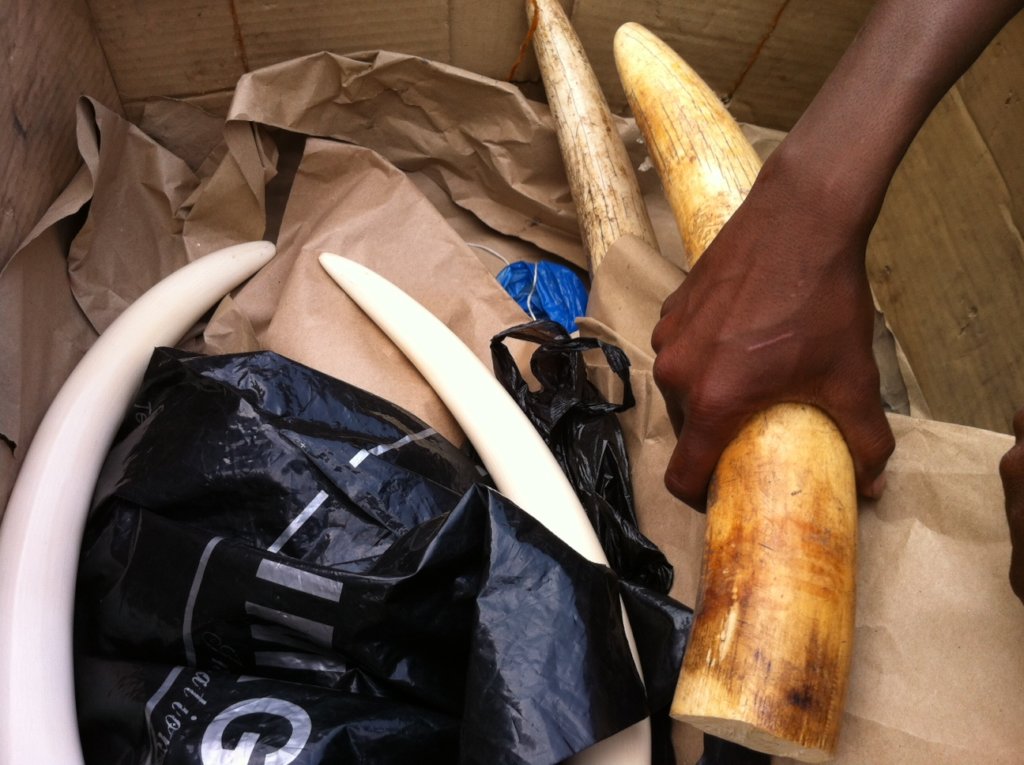 Help investigate Eco-Crimes in Southern Africa