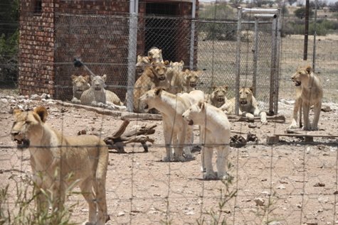 Help investigate Eco-Crimes in Southern Africa