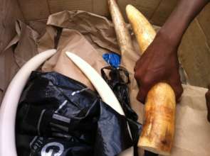 Ivory smuggling