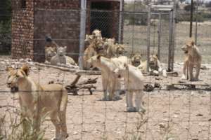 Canned hunting