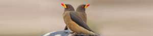 Help investigate Eco-Crimes in Southern Africa