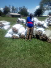 cassava distribution
