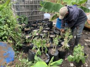 Home-gardens for food