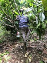 Cacao as high-valued crop