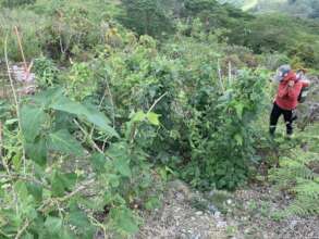 Growing resilient crops
