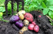 Creating a kitchen garden for the Siaka school