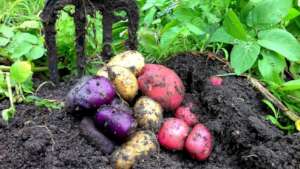 Creating a kitchen garden for the Siaka school