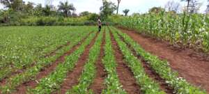 CSD women plantation of Beans and cereal maize