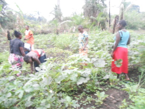 CSD women Farmers Okra garden