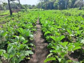 Cabbage field