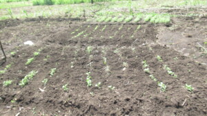 Seed-bed for tomatoes