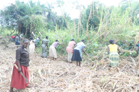 Empower 103 Households for their Livelihoods