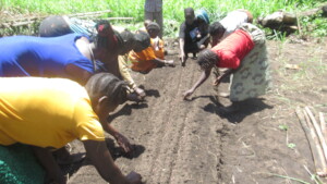 Seed bed preparations