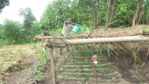 Watering seed bed