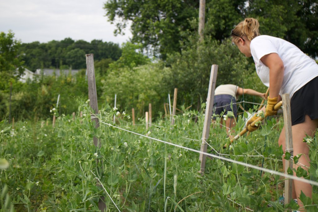 Rebuild the Nelsonville Community Garden