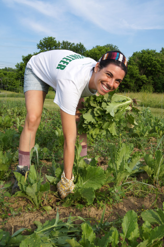 Lettuce Harvest