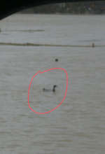 Duck Demonstrates Extent of Flooding...