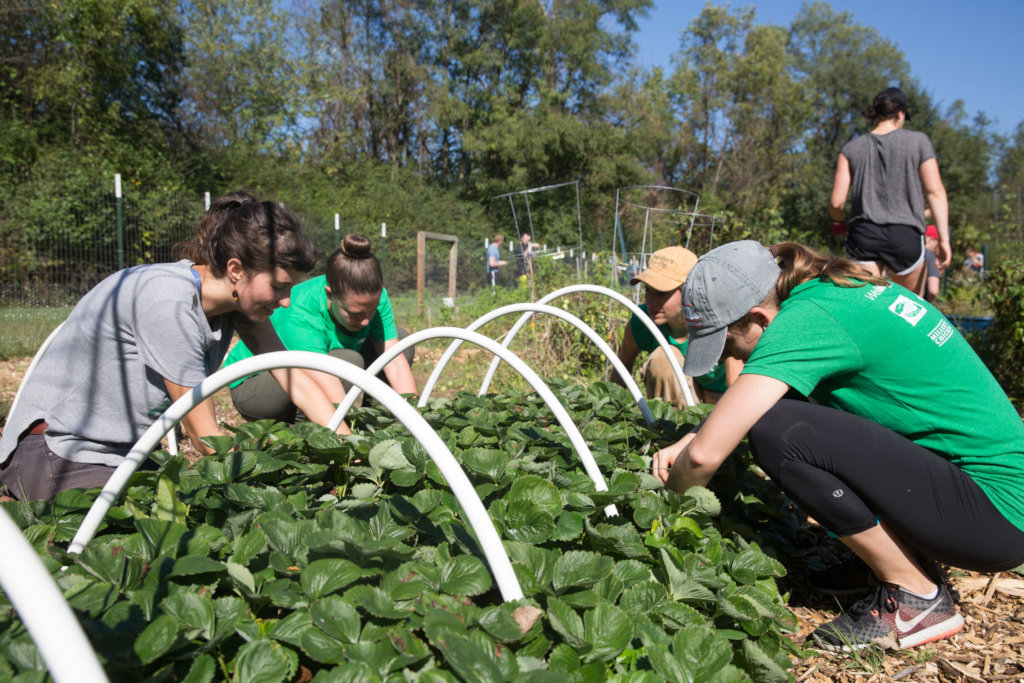 Rebuild the Nelsonville Community Garden