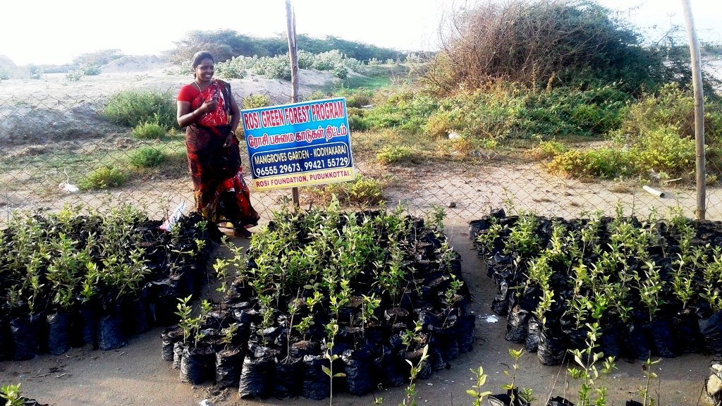 Wetland Mangroves Conservation and Plantation