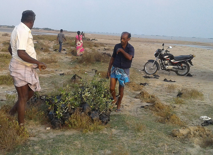 Wetland Mangroves Conservation and Plantation