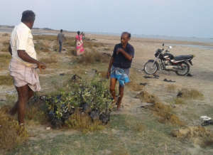 Mangroves planting works