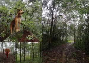 Exploring forests in N Thailand for Vision Quest