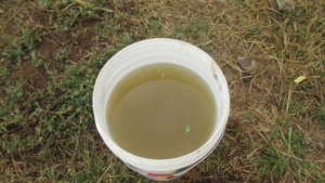Water used for washing plates