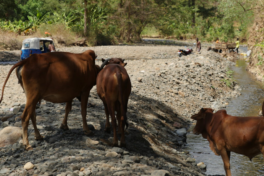 The current source of water