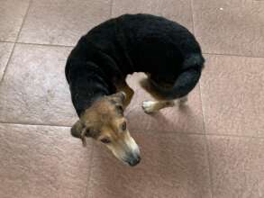 care for pets