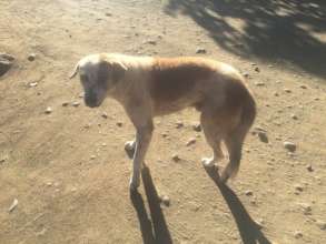 stray dog we treated