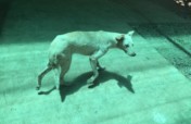 Prevent Cruelty to Animals