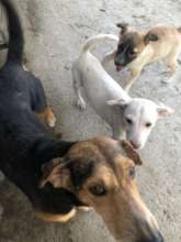 Treating puppies