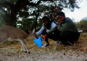 children feeding antelope