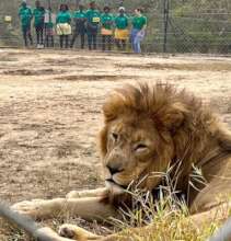 Seing a lion for the first time in their life!
