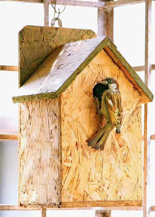 This Summer; Give A Eco-Friendly Nest for Sparrow
