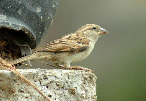 This Summer; Give A Eco-Friendly Nest for Sparrow