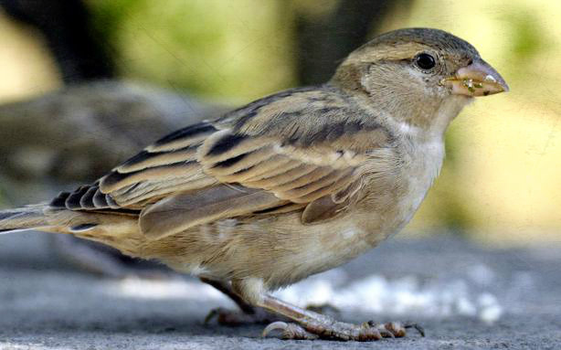 This Summer; Give A Eco-Friendly Nest for Sparrow