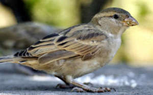 Home for innocent Sparrow Birds