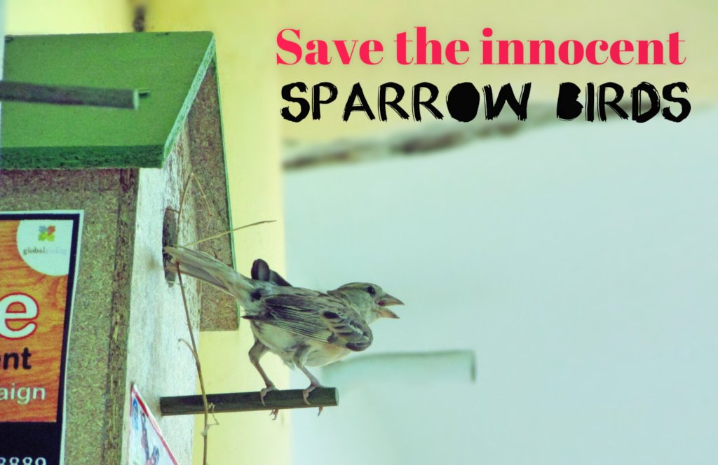 This Summer; Give A Eco-Friendly Nest for Sparrow