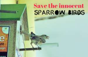 This Summer; Give A Eco-Friendly Nest for Sparrow