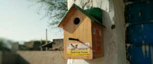 A Little effort; Save The Innocent Sparrow !!