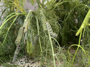 A glimpse of the caddie farm - hungry caterpillars