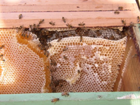 Checking if honey is ready for harvest