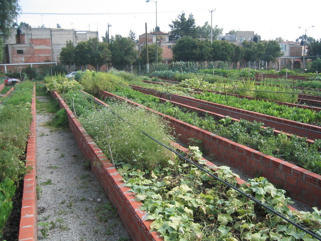 Help Families Grow Food In Urban Farms, Mexico