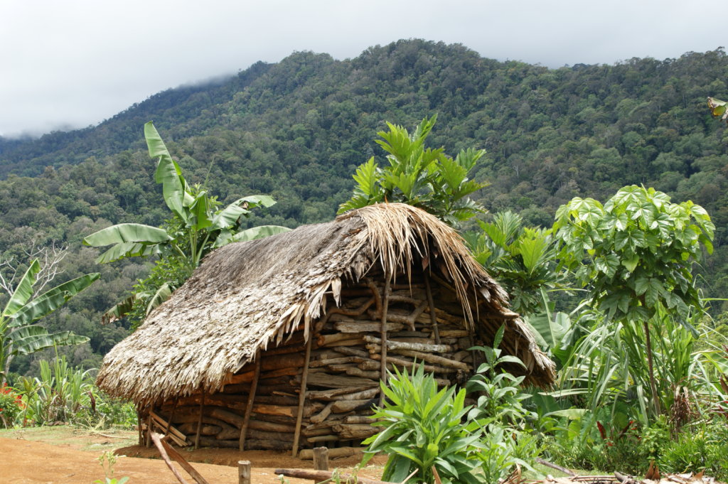Protect Forest Mothers in Papua New Guinea