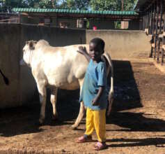 Juma tending to a cow at the farm